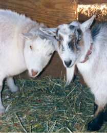 Ami's goats