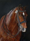 Horse portraits in oil by Mary Sand