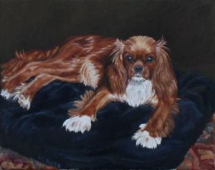 hundeportrait cavalier king charles