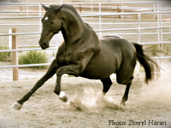 Sculpture concept for bronze horse commission