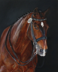 Horse portrait in Oil of Dressage Horse Levin Levin portrait in Oil