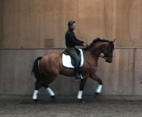 Machu Picchu, my Trakehner gelding